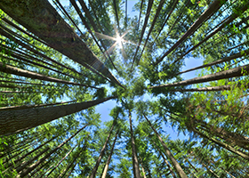 Forêt de pins