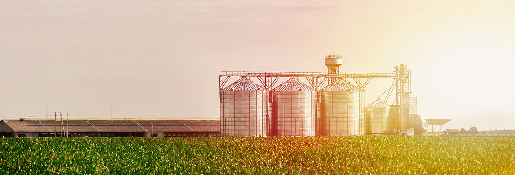 Grain in corn Field. Set of storage tanks cultivated agricultural crops processing plant.