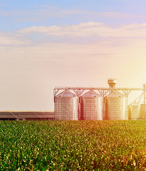 Grain in corn Field. Set of storage tanks cultivated agricultural crops processing plant